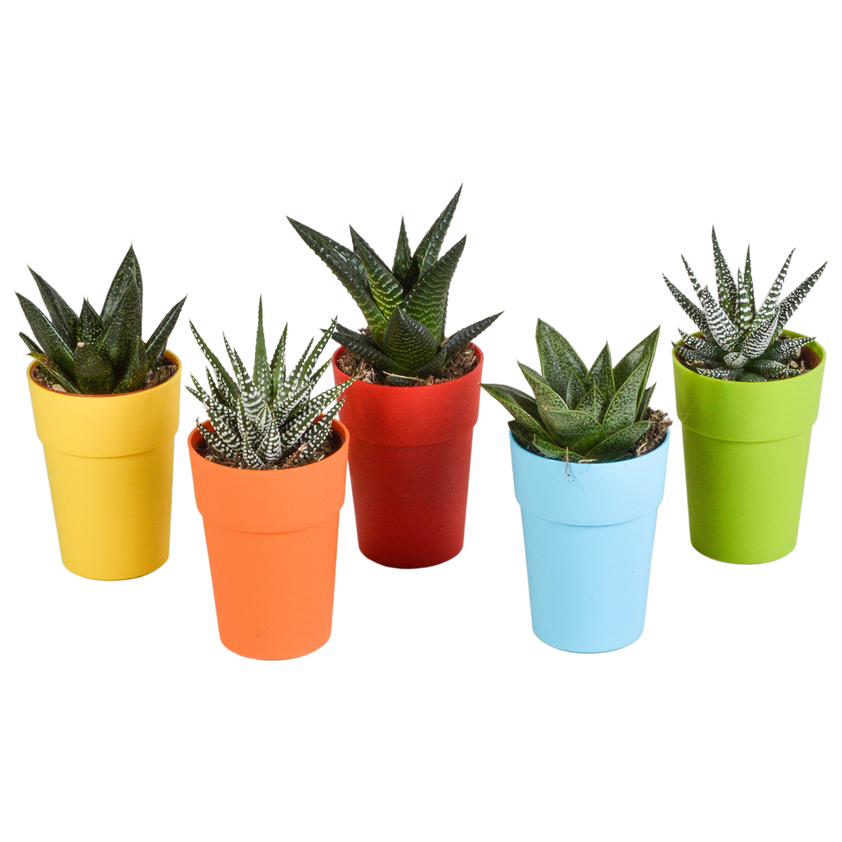 Everspring Gasteria und Haworthia Mischpflanzen in bunten Kunststofftöpfen, Ø 5,5 cm, kleine Sukkulenten für Zimmer und Balkon