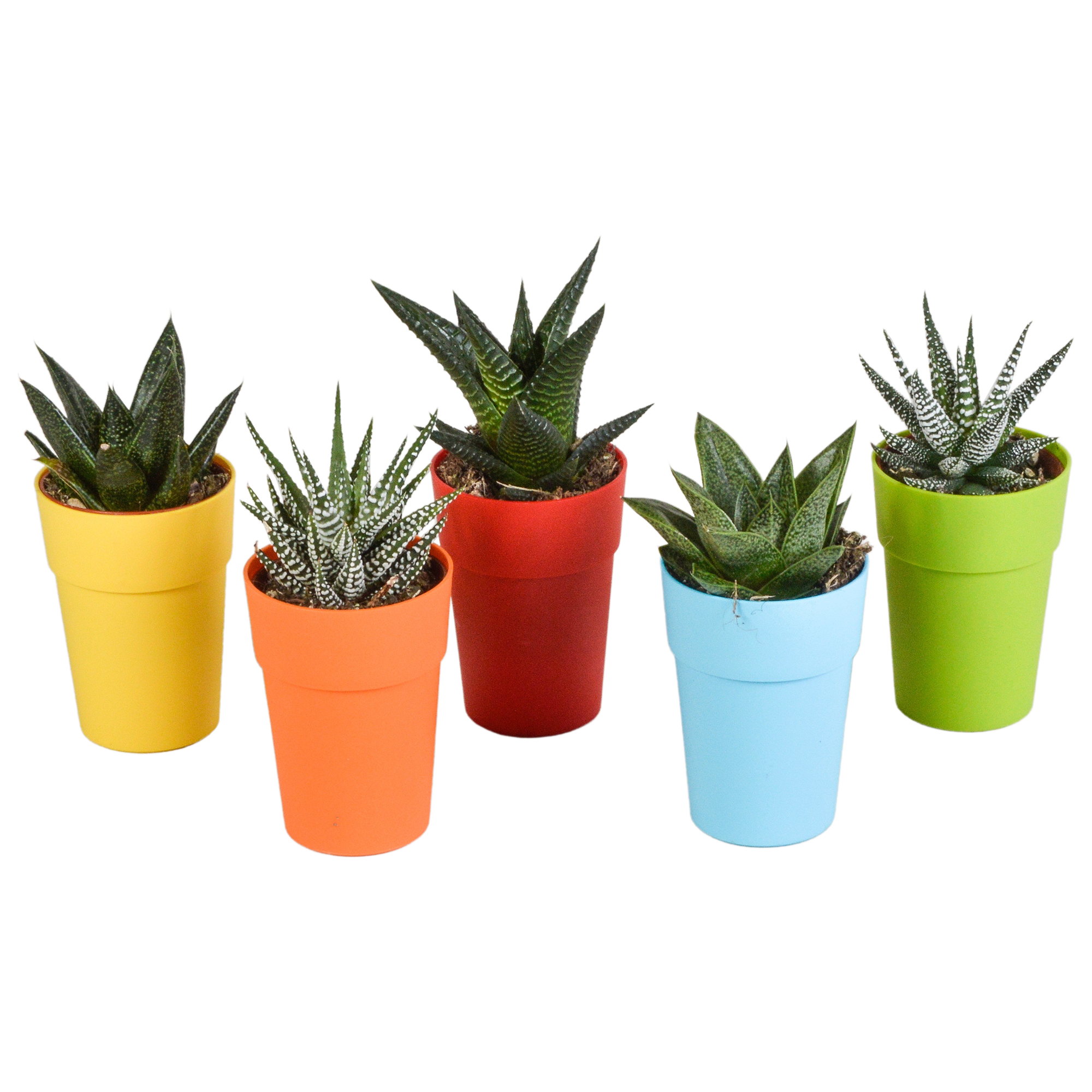 Everspring Gasteria und Haworthia Mischpflanzen in bunten Kunststofftöpfen, Ø 5,5 cm, kleine Sukkulenten für Zimmer und Balkon
