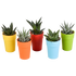 Everspring Gasteria und Haworthia Mischpflanzen in bunten Kunststofftöpfen, Ø 5,5 cm, kleine Sukkulenten für Zimmer und Balkon