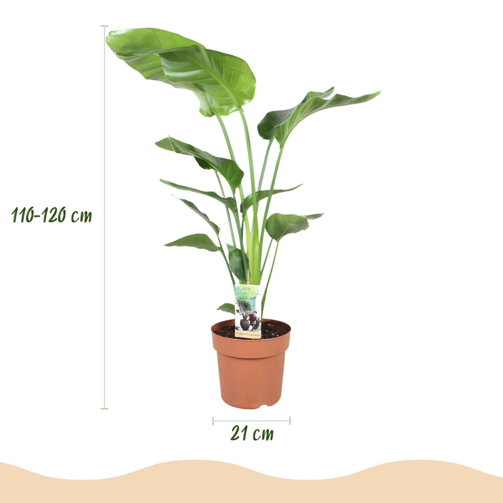 Strelitzia Nicolai Paradiesvogelblume in weißem oder grauem Potter-Topf, Höhe 110-120cm, von Everspring.