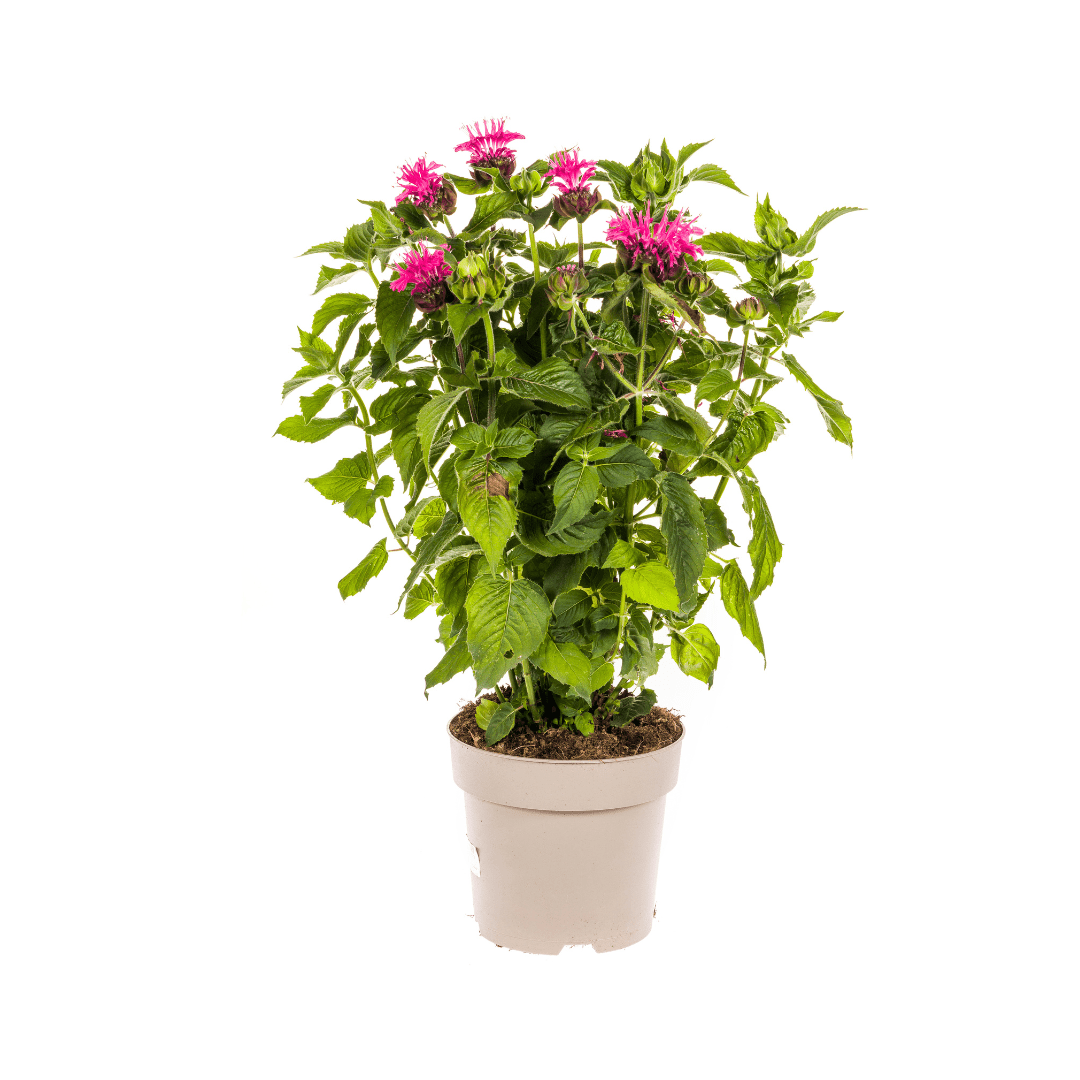 Indianernessel Monarda Didyma Pink Ø 19 cm - Höhe 45 - 60 cm - Wurzelwerk Design