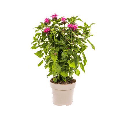 Indianernessel Monarda Didyma Pink Ø 19 cm - Höhe 45 - 60 cm - Wurzelwerk Design