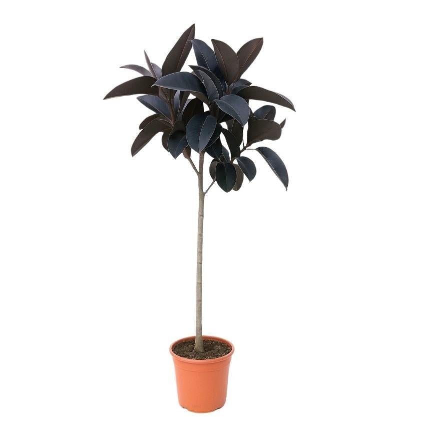 Ficus Elastica Abidjan - 130 cm - Wurzelwerk Design