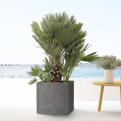 Block Laterite Grey - L - D50 x H50 - Wurzelwerk Design