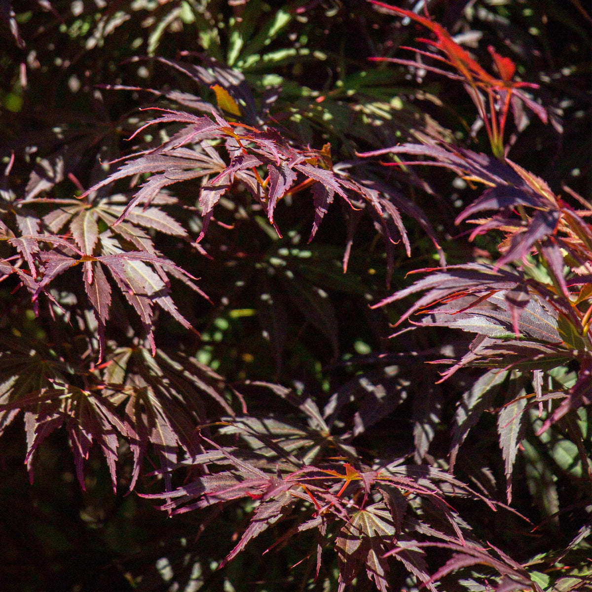 Japanischer Ahorn Acer palmatum Trompenburg in dunklem Lila, Topf 19cm, Höhe 70cm, laubabwerfende Pflanze von Everspring