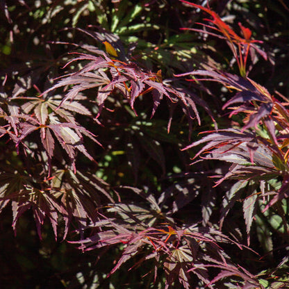 Japanischer Ahorn Acer palmatum Trompenburg in dunklem Lila, Topf 19cm, Höhe 70cm, laubabwerfende Pflanze von Everspring