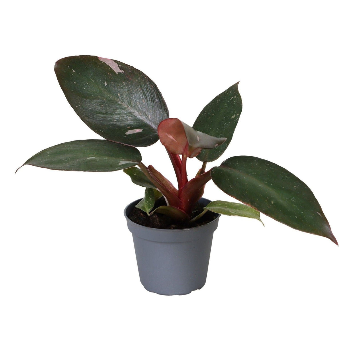 Philodendron &