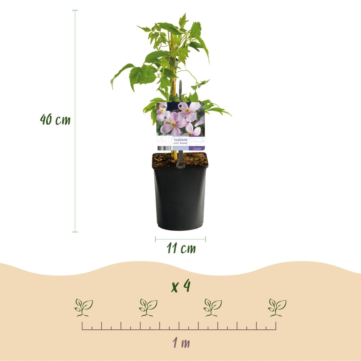 Kletterpflanzen - Mix | Clematis, Efeu, Geißblatt &amp; Trompetenblume – Farbenprächtige Kletterpflanzen für Garten &amp; Terrasse - Wurzelwerk Design