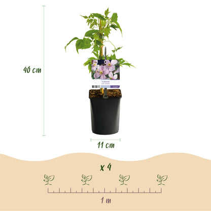 Kletterpflanzen-Mix | Clematis, Efeu, Geißblatt &amp; Trompetenblume – Farbenprächtige Kletterpflanzen für Garten &amp; Terrasse