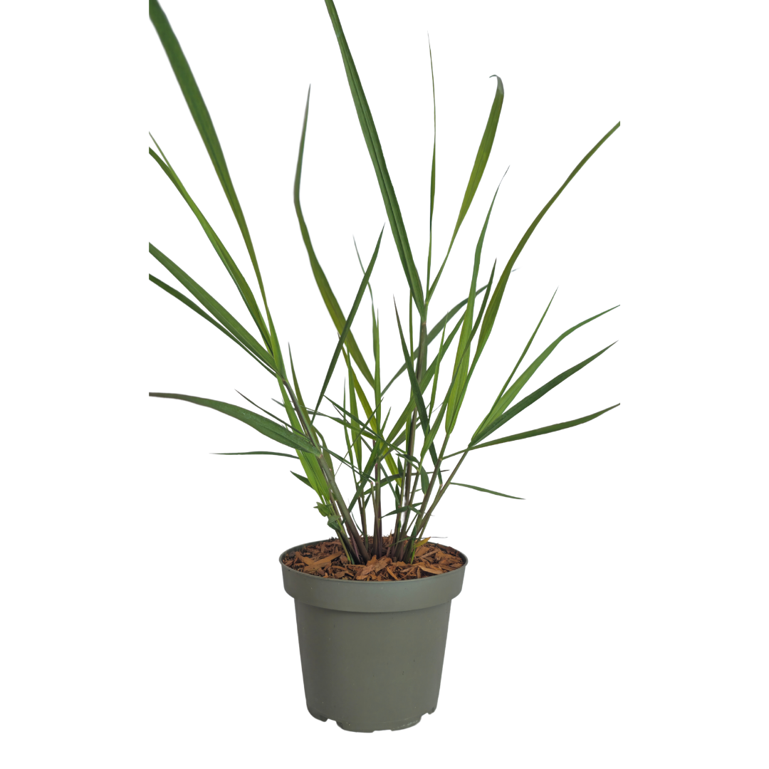 Ziergras Rotstrahlbusch kaufen | 3× Panicum virgatum, Ø 12 cm