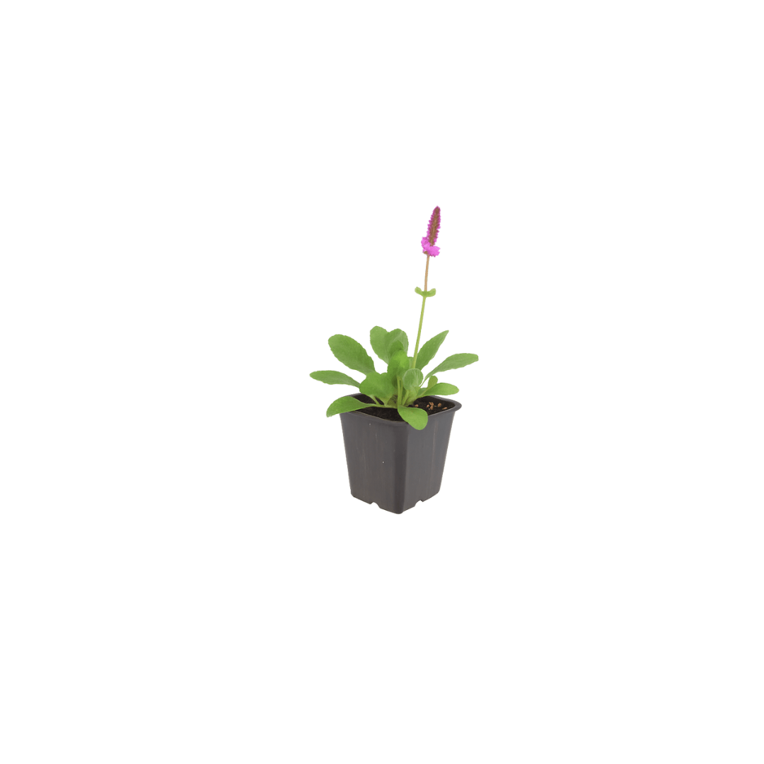 Sechs Everspring Stachys mon. &
