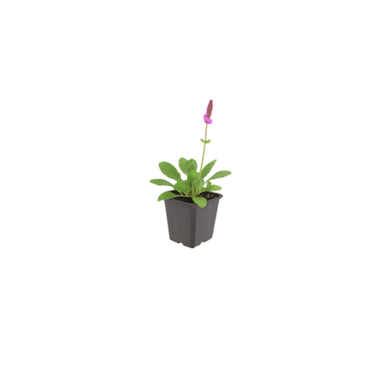 Sechs Everspring Stachys mon. &