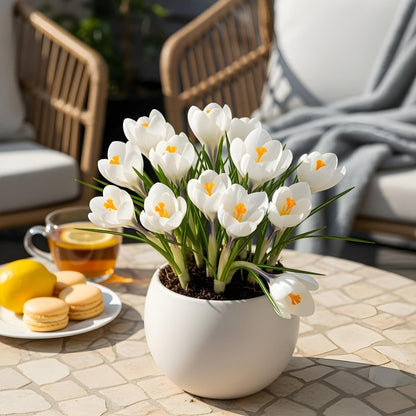Blumenzwiebeln Crocus White | 30 Stück Weiß – Zwiebelgröße 7/8 – XXL Pack - Wurzelwerk Design