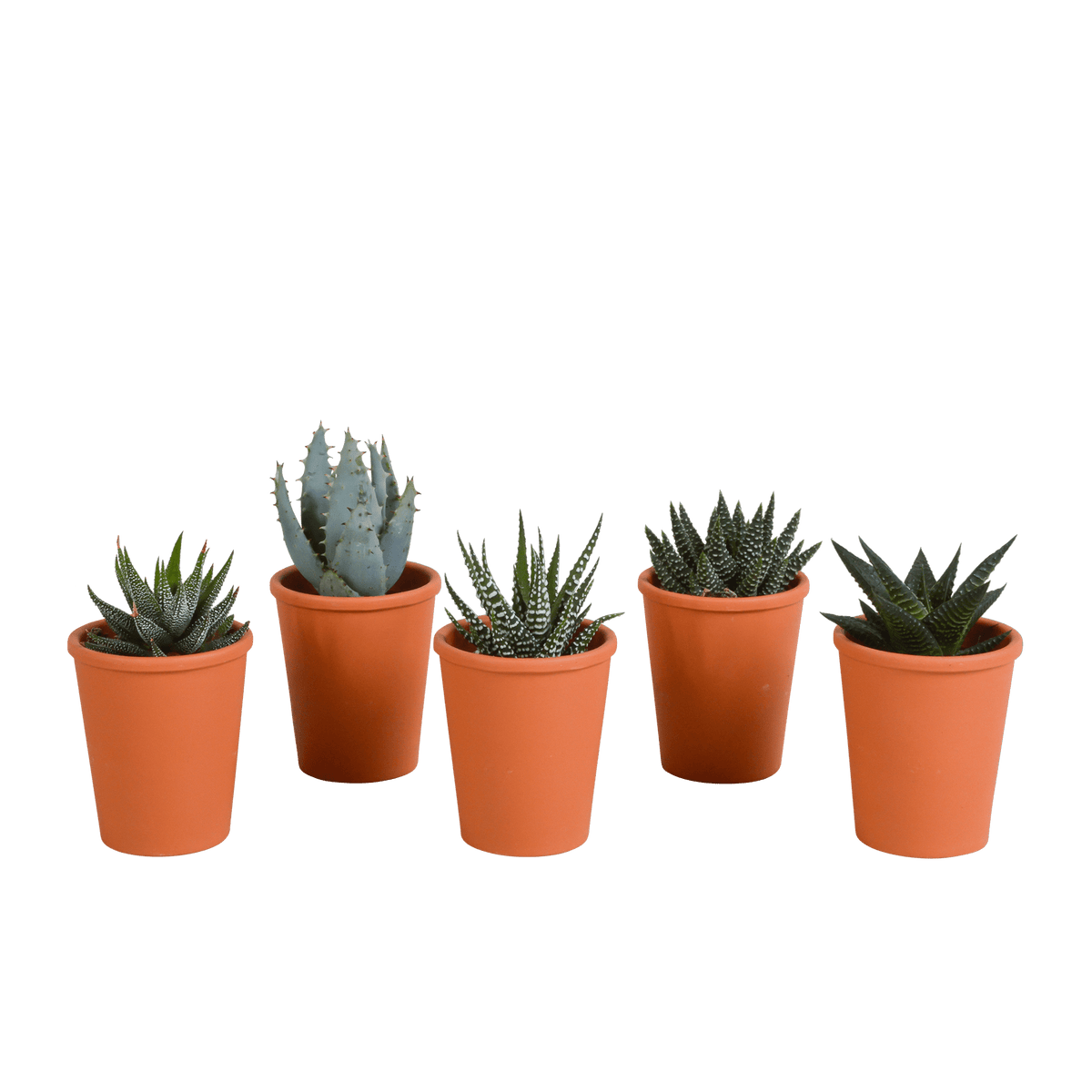 Fünf Gasteria und Haworthia Sukkulenten in Terracotta-Töpfen, Ø 5,5 cm, Everspring, Nahaufnahme der Pflanzen.
