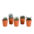 Fünf Gasteria und Haworthia Sukkulenten in Terracotta-Töpfen, Ø 5,5 cm, Everspring, Nahaufnahme der Pflanzen.
