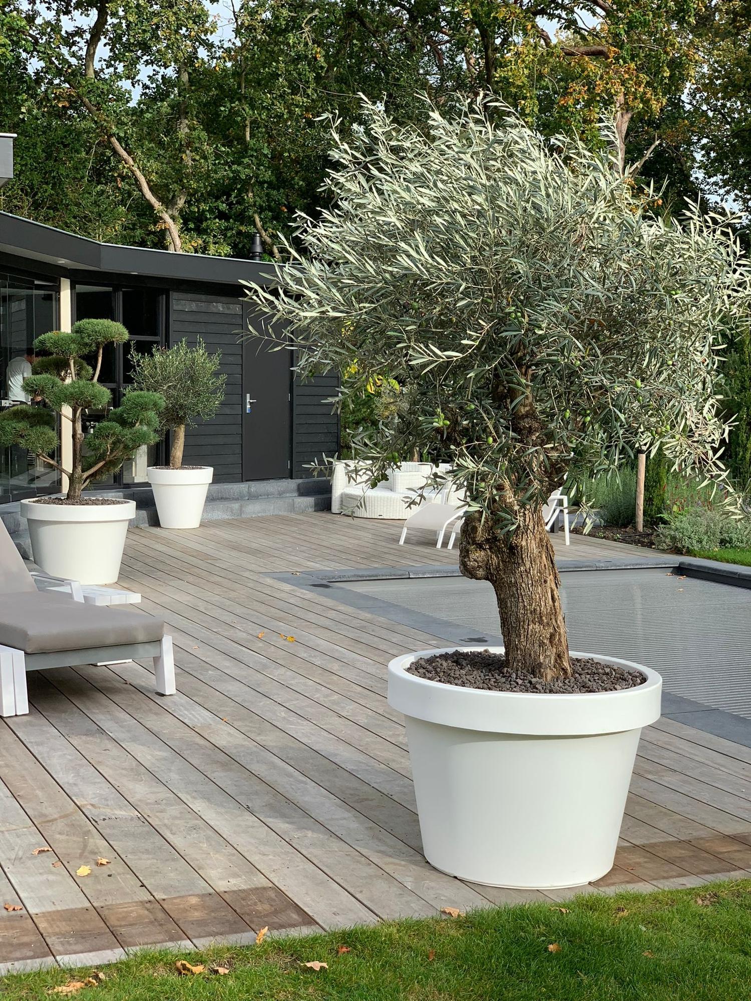 Lira Weiß - D65 x H58