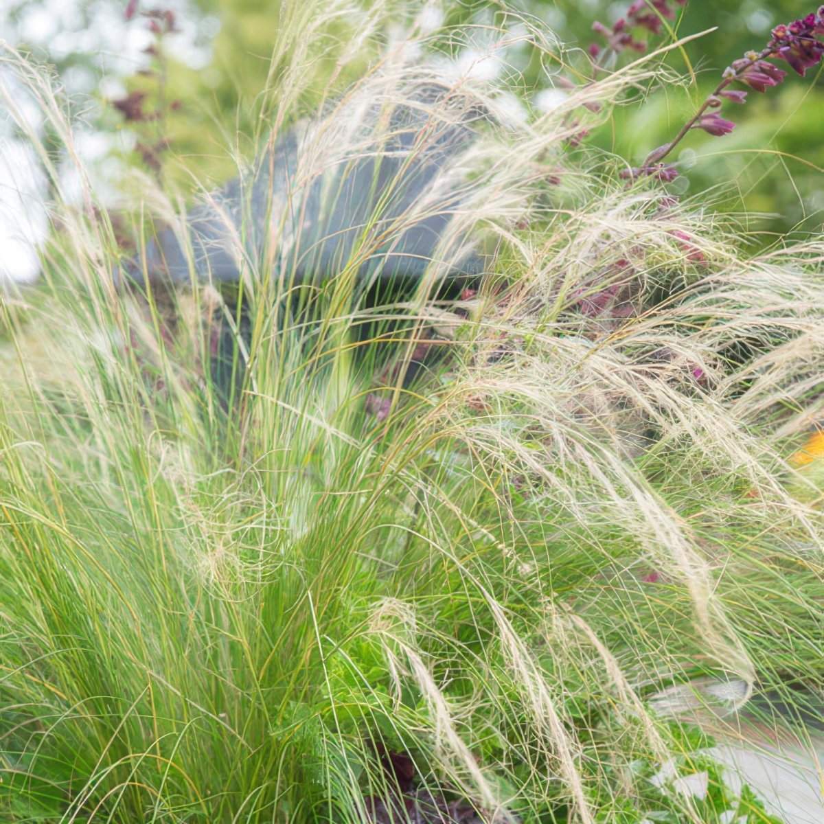 24x Stipa tenuissima ‘Ponytails’ – Mexikanisches Federgras für moderne &amp; naturnahe Beete – Höhe 10–25 cm – Ø 9 cm - Wurzelwerk Design