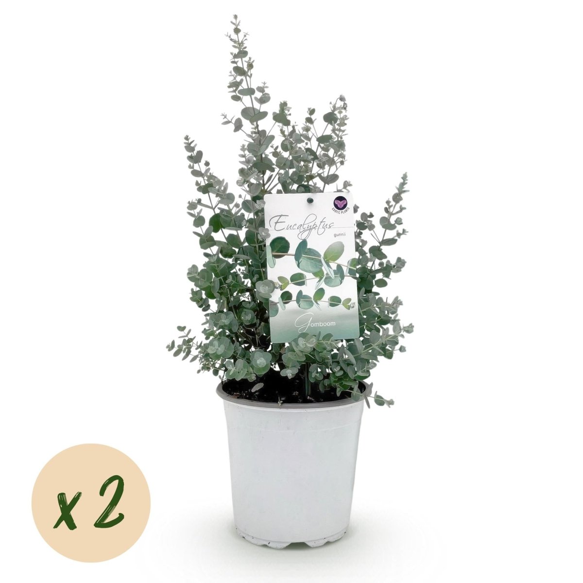 Terrassenpflanze - Eukalyptusbaum - Eucalyptus gunni - Grau - 2 Pflanzen - Winterhart - Topf 17cm Höhe 40cm - Wurzelwerk Design