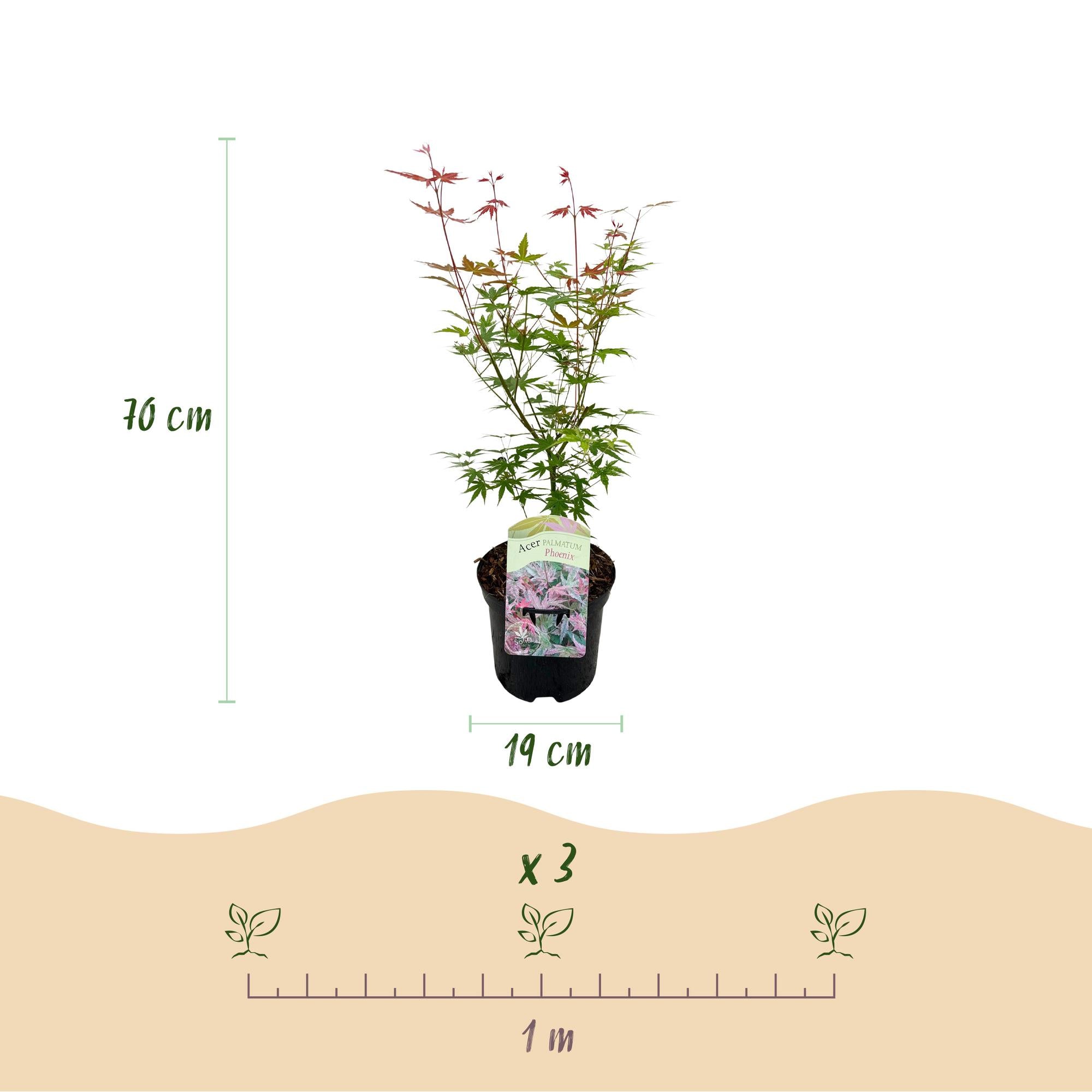 Zwei japanische Ahornbäume Acer palmatum Phoenix mit rosa Laub, Topf 19cm, Höhe 70cm, laubabwerfend, von Everspring.