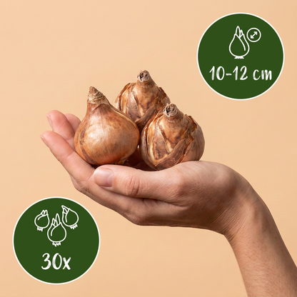 Narzisse Mount Hood – Narcissus online kaufen | 30 bis 120 Blumenzwiebeln, reinweiß &amp; elegant – Wurzelwerk Design