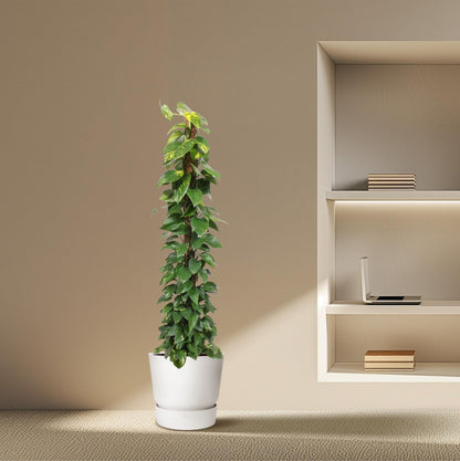 Epipremnum aureum „Mosstok“ | Efeutute am Moosstab – Pflegeleicht &amp; Luftreinigend