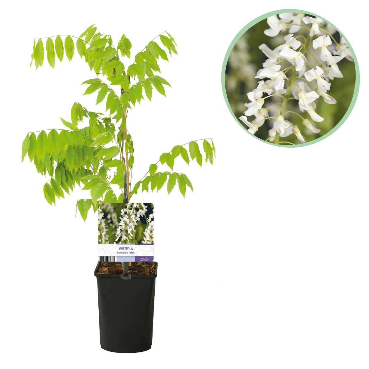 Blauregen Wisteria floribunda &
