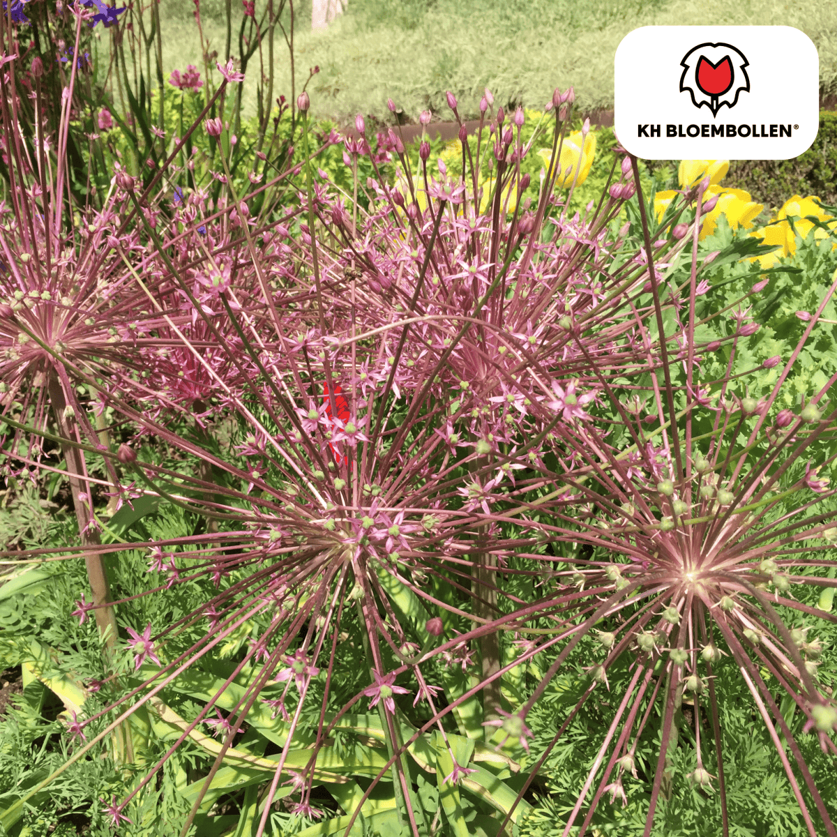 Allium schubertii – 5 Stück | Spektakulärer Zierlauch - Wurzelwerk Design