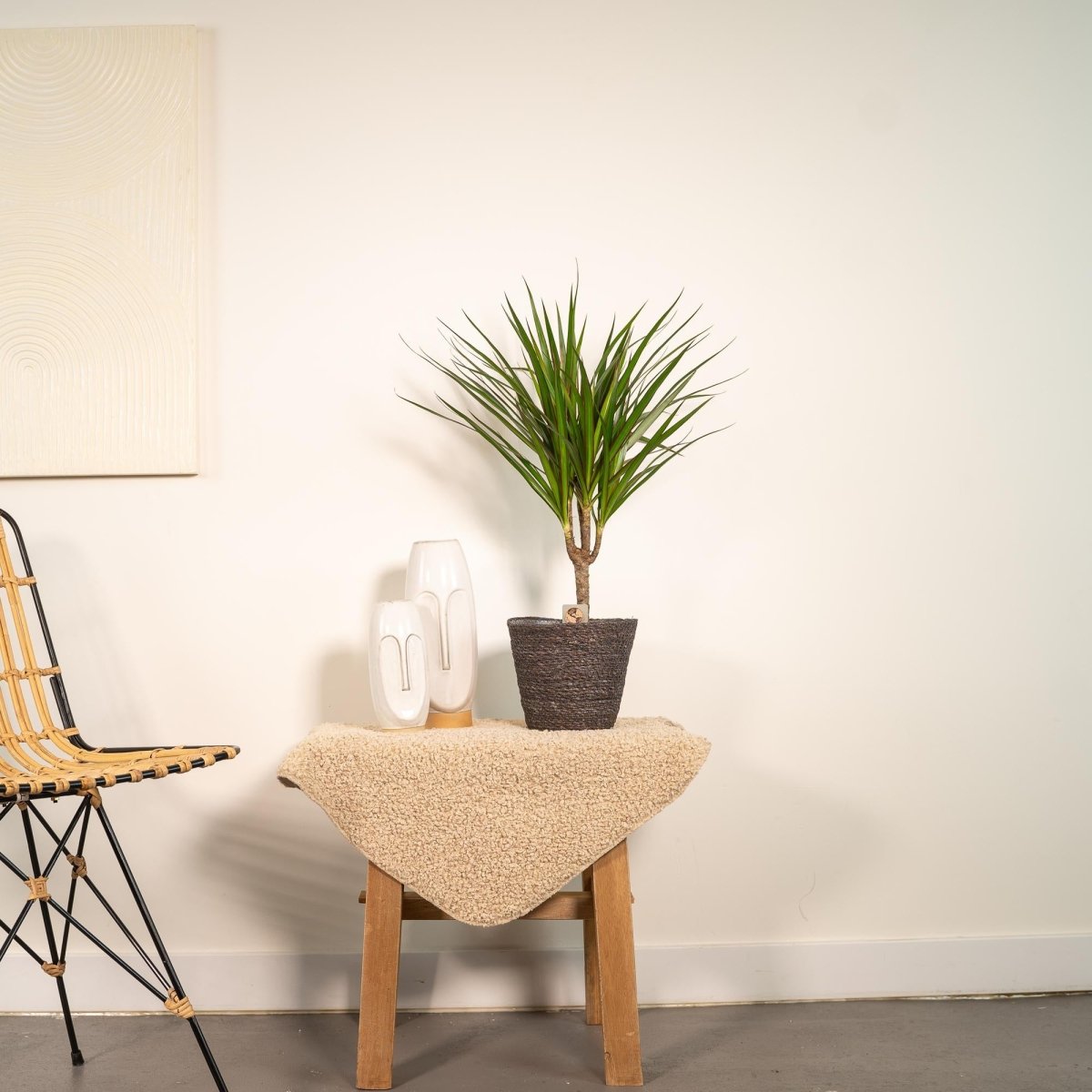 Dracaena Marginata 90 - 220 cm – Pflegeleichter Drachenbaum - Wurzelwerk Design