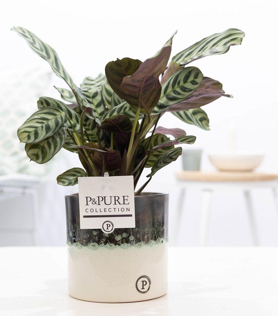 Everspring Ctenanthe Burle Marxii Pflanze in Illusion Ceramic-Topf, 12cm Durchmesser, 25cm hoch, grüne Blätter, Zimmerpflanze