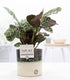 Everspring Ctenanthe Burle Marxii Pflanze in Illusion Ceramic-Topf, 12cm Durchmesser, 25cm hoch, grüne Blätter, Zimmerpflanze