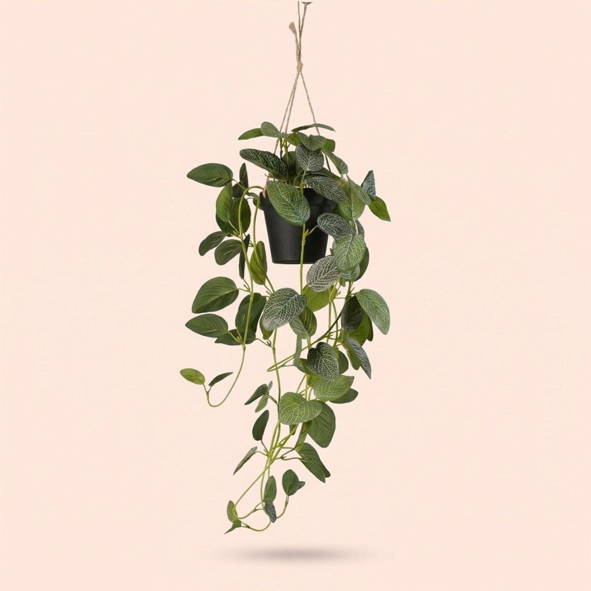 Fittonia - Hanging in pot - 70 cm - Artificial