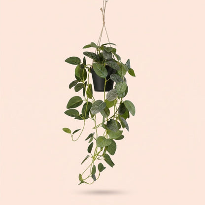 Fittonia - Hanging in pot - 70 cm - Artificial