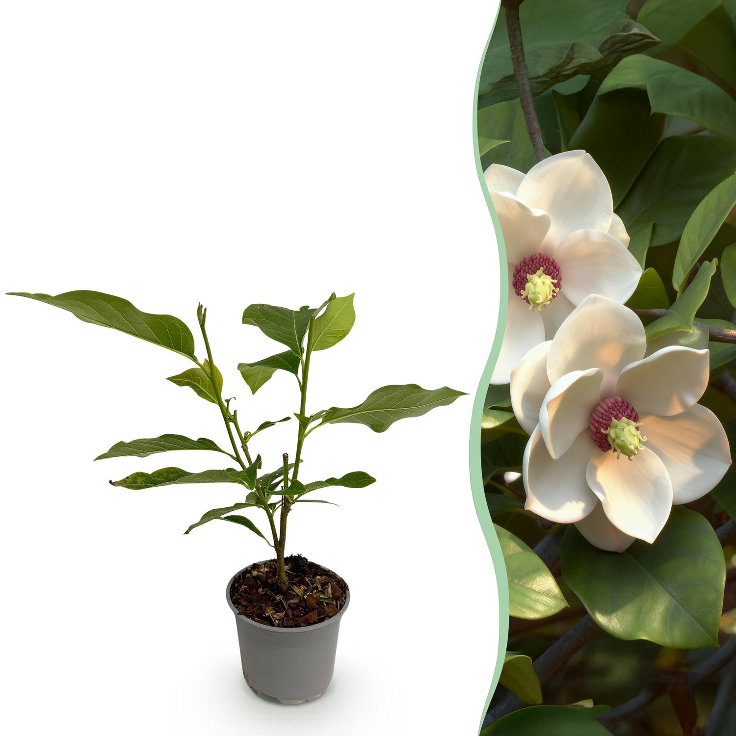Magnolia sieboldii Pflanze von Everspring, 30 cm hoch, mit weißen und roten Blüten, in Topf mit 12 cm Durchmesser.