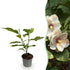 Magnolia sieboldii Pflanze von Everspring, 30 cm hoch, mit weißen und roten Blüten, in Topf mit 12 cm Durchmesser.