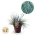 Ziergräser Festuca glauca Intense Blue, blau, 2 Pflanzen, immergrün, wenig Pflege, Topf 17cm, Höhe 50cm, Everspring