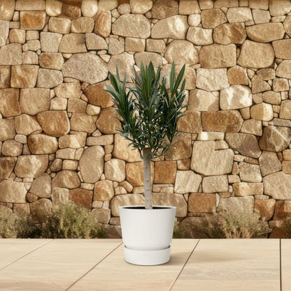 Oleander Hochstamm – Nerium Oleander – ca. 110 cm – Ø22 cm Topf – Immergrün &amp; Mediterran - Wurzelwerk Design