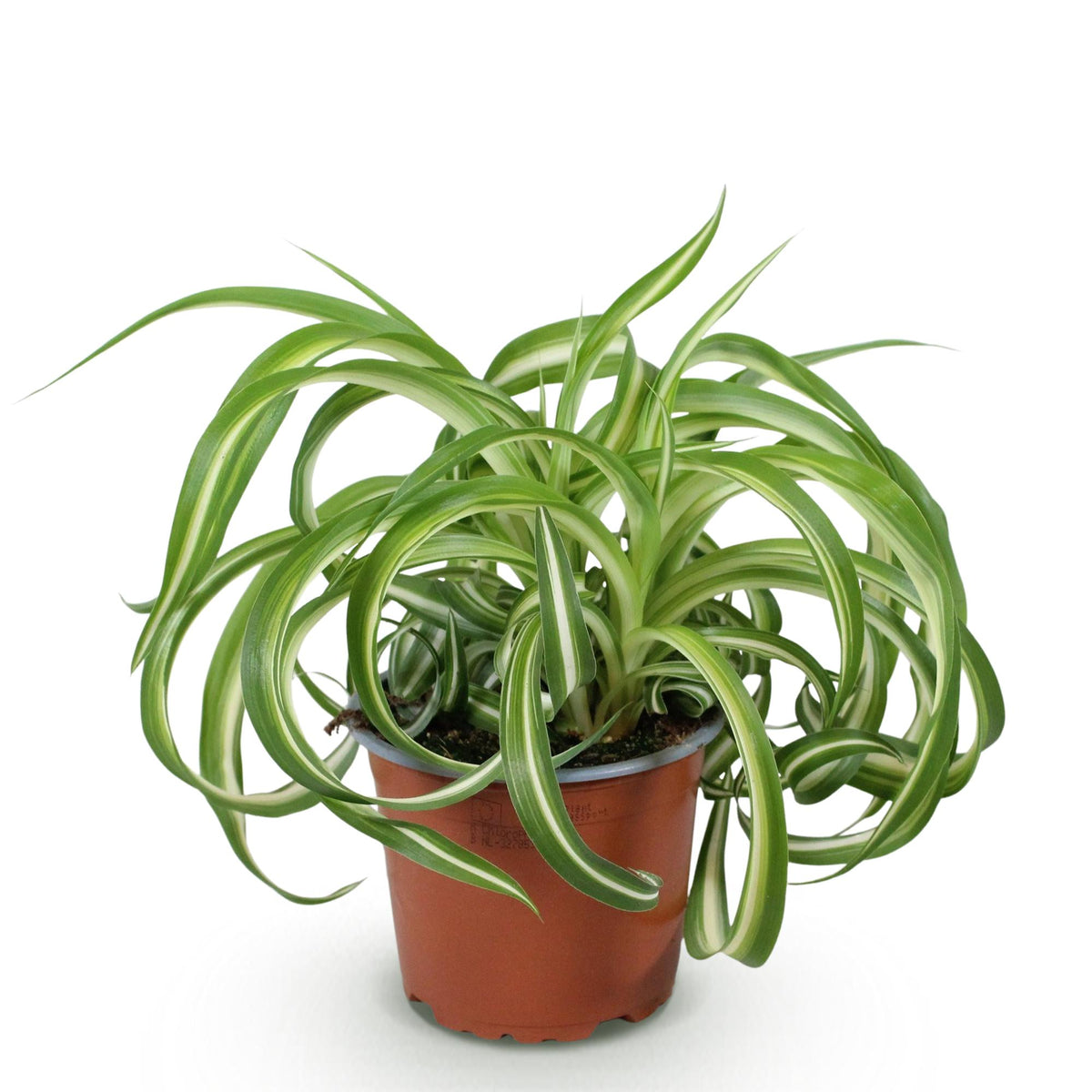 Chlorophytum comosum Bonnie, lockige Graslilie in Topf, haustierfreundliche Zimmerpflanze, grün, ca. 20cm hoch