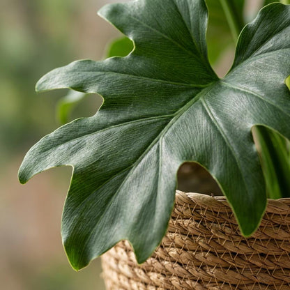 Philodendron Lickety Split kaufen | Topf Ø 19 cm, Höhe 70 cm