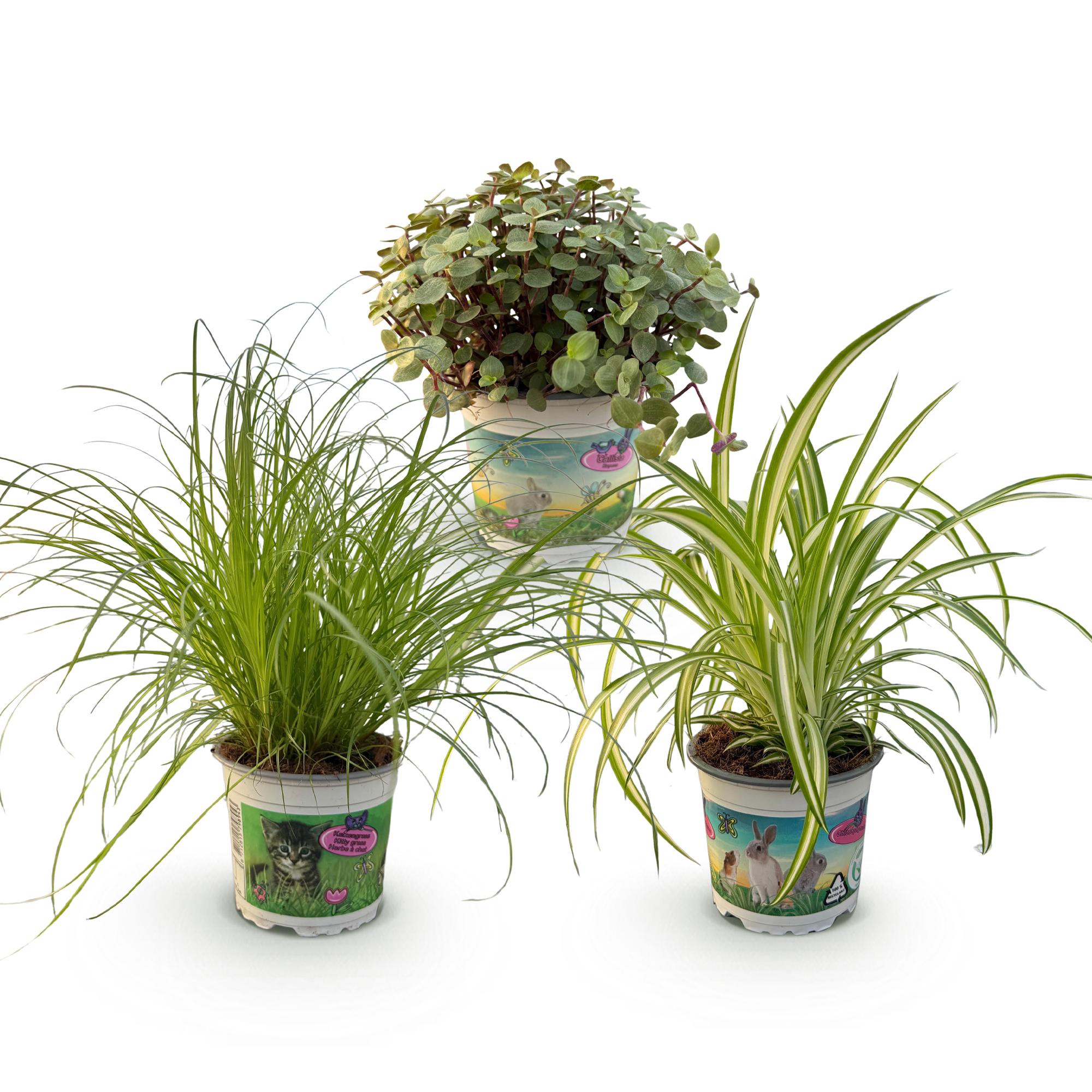 Drei Zimmerpflanzen im Topf, inklusive Cyperus, Calissia und Chlorophytum, hundefreundlich, Höhe 20cm, 12cm Topf von Everspring