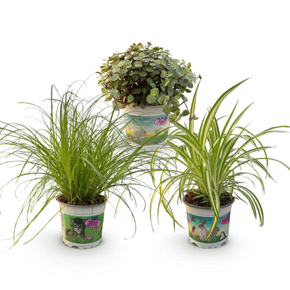 Drei Zimmerpflanzen im Topf, inklusive Cyperus, Calissia und Chlorophytum, hundefreundlich, Höhe 20cm, 12cm Topf von Everspring