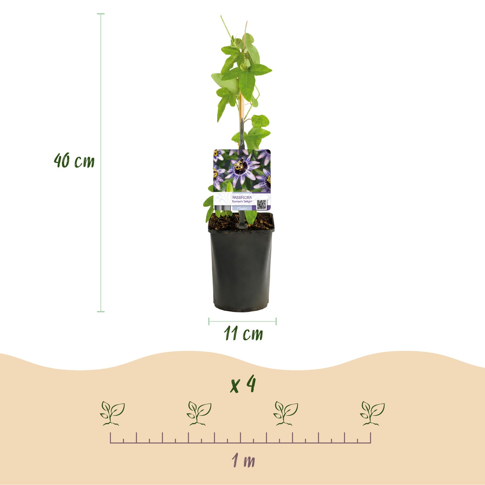 Passionsblume Passiflora Damsel’s Delight | Lila-weiße Blüten – 2 Pflanzen 40 cm Ø11 cm Topf