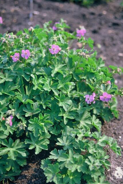 24x Geranium cantabrigiense ‘Cambridge’ – Duftender Bodendecker für sonnige &amp; halbschattige Lagen – Höhe 10–25 cm – Ø 9 cm