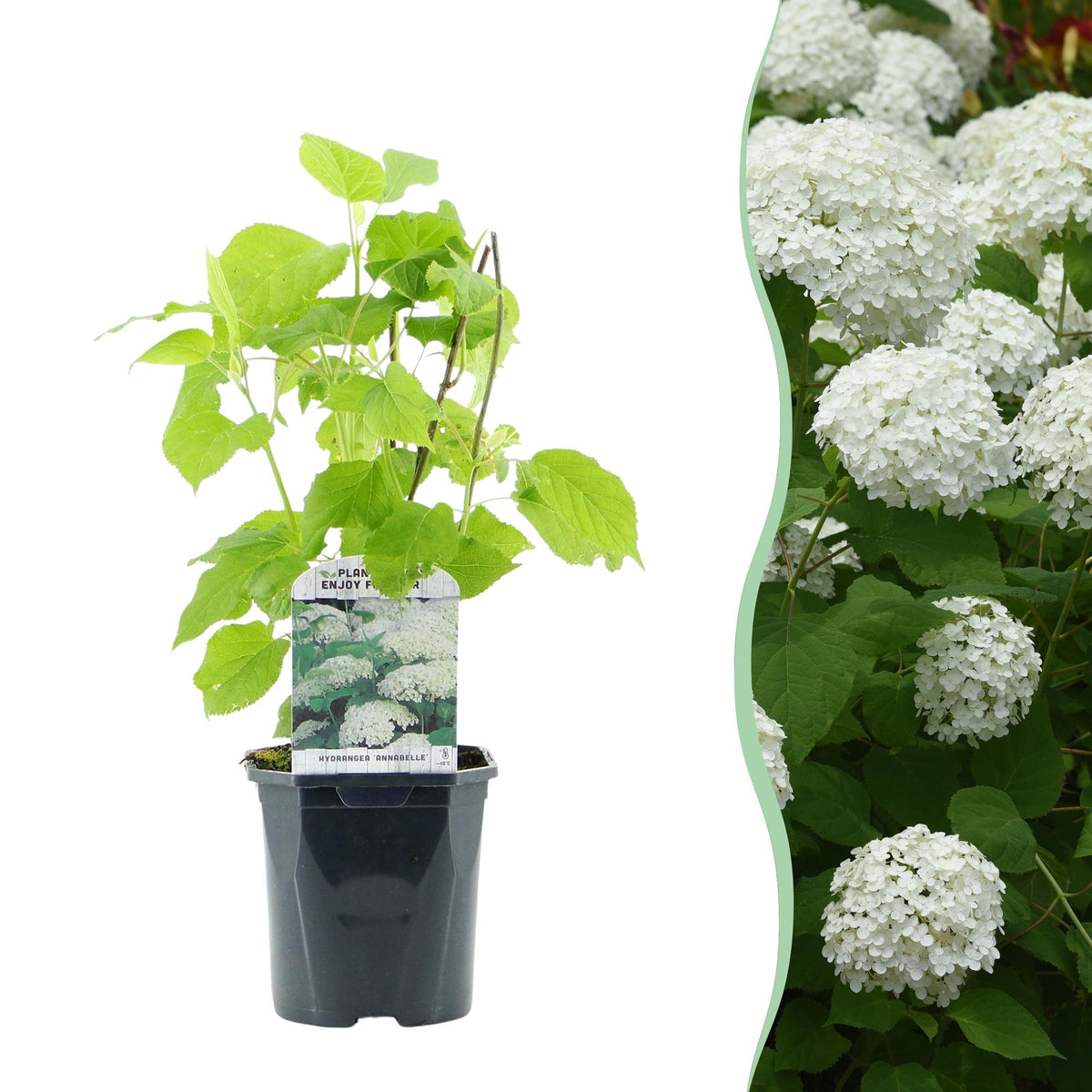 Everspring Rispenhortensie Hydrangea arborescens Annabelle mit weißen Blüten, Laubabwerfend, Topf 17cm, Höhe 50cm, Pflanze