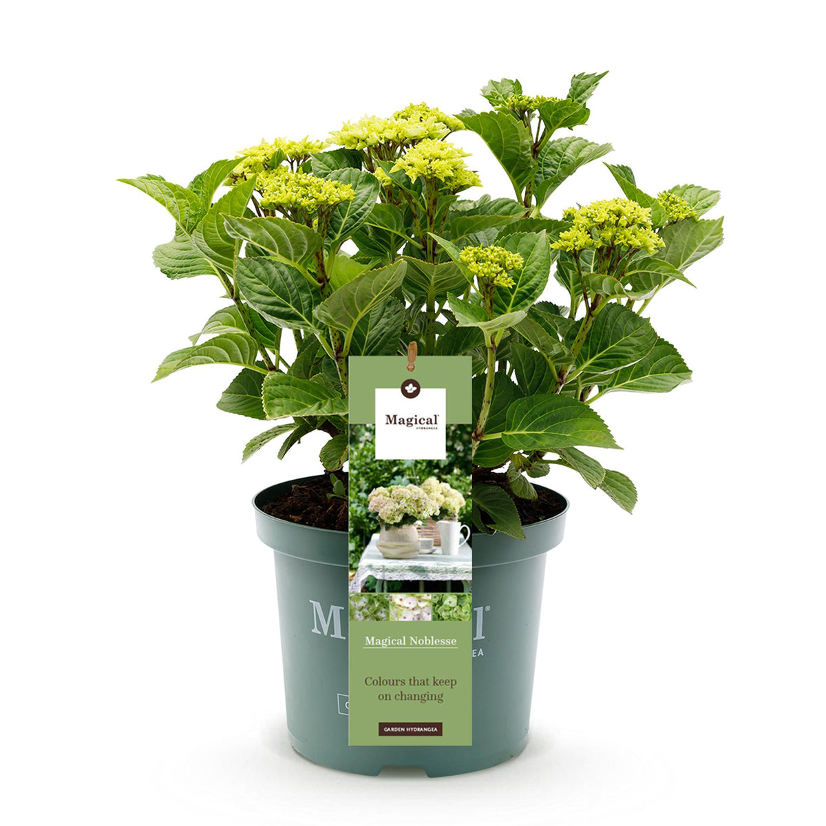 Weiße Hortensie Hydrangea Magical Nobless in Topf, 23cm Durchmesser, 55cm hoch, mit 6-10 Blüten von Everspring.
