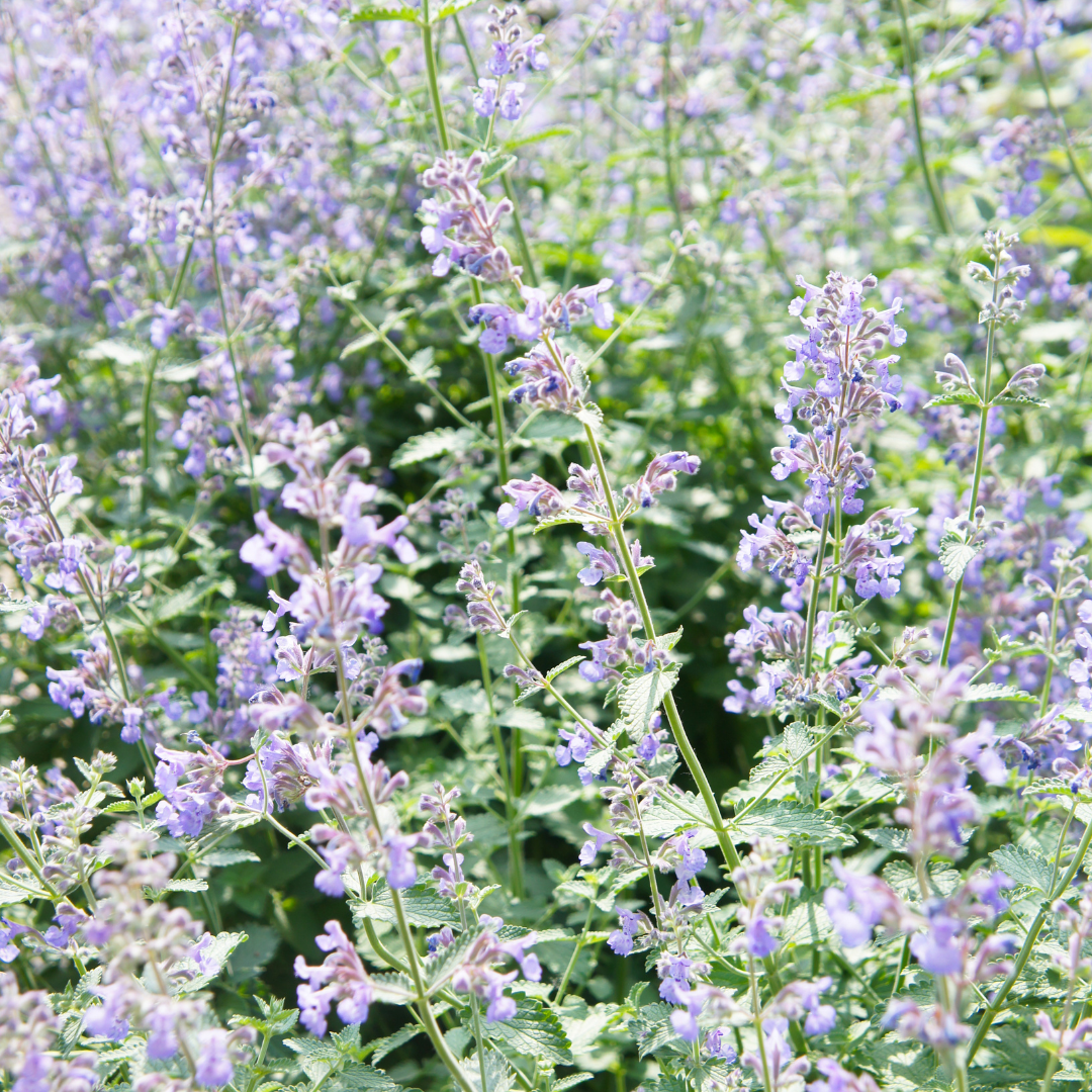 Sechs Everspring Nepeta faassenii Pflanzen, 10-25cm hoch, mit blauen Blüten, in kleinen Töpfen, Nahaufnahme