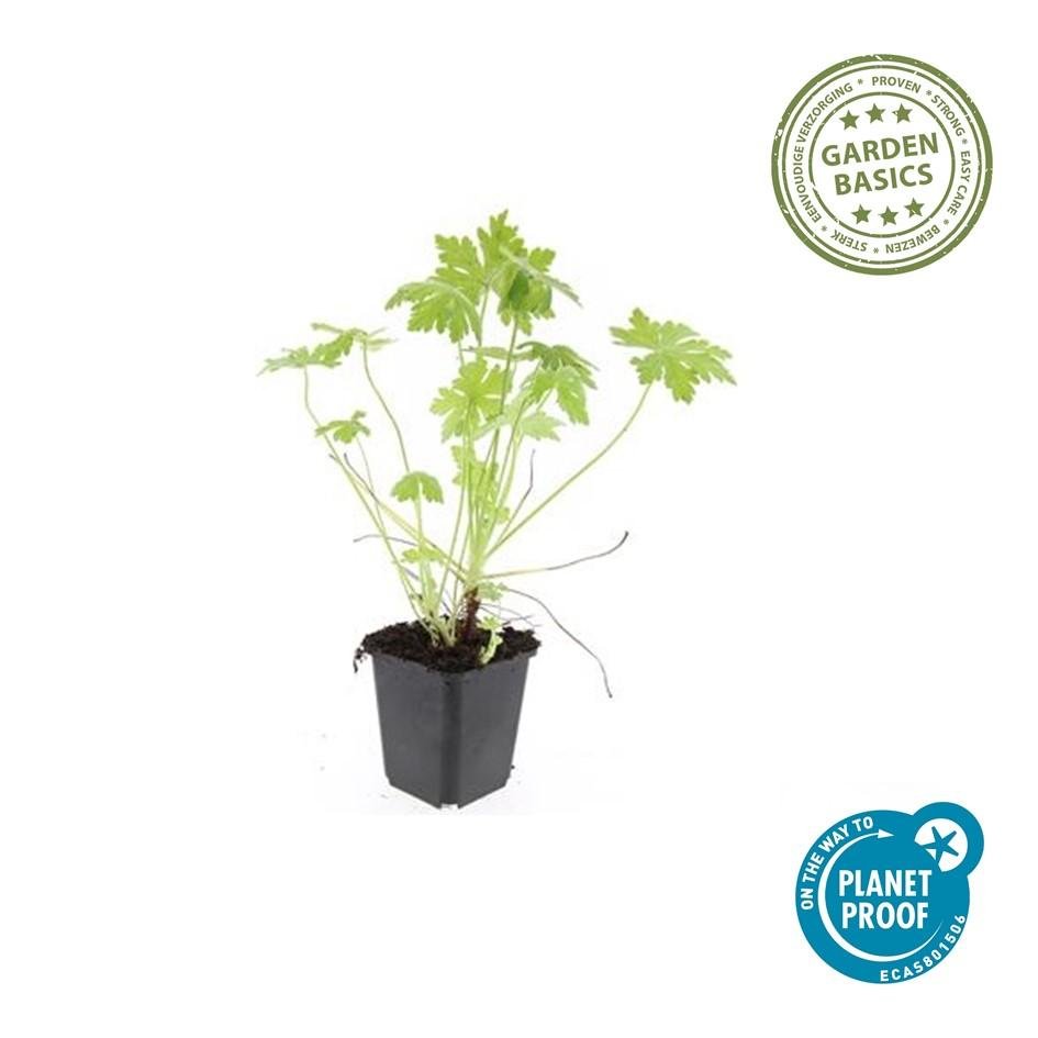 24x Geranium macrorrhizum – Immergrüner Bodendecker für Garten &amp; Hang - Wurzelwerk Design