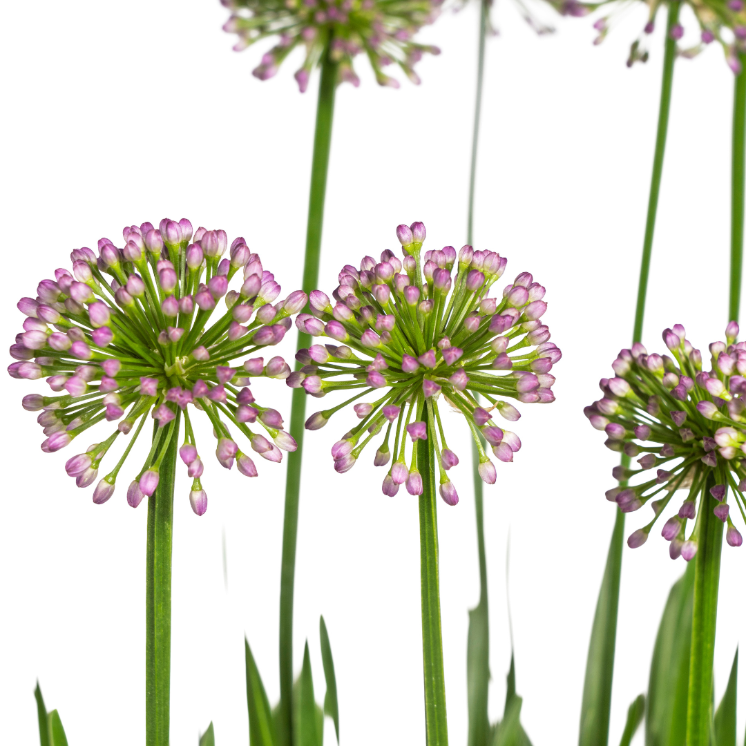 Allium ‘Millenium’ – Zierlauch im Ø19 cm Topf | Bienenfreundlich &amp; pflegeleicht - Wurzelwerk Design