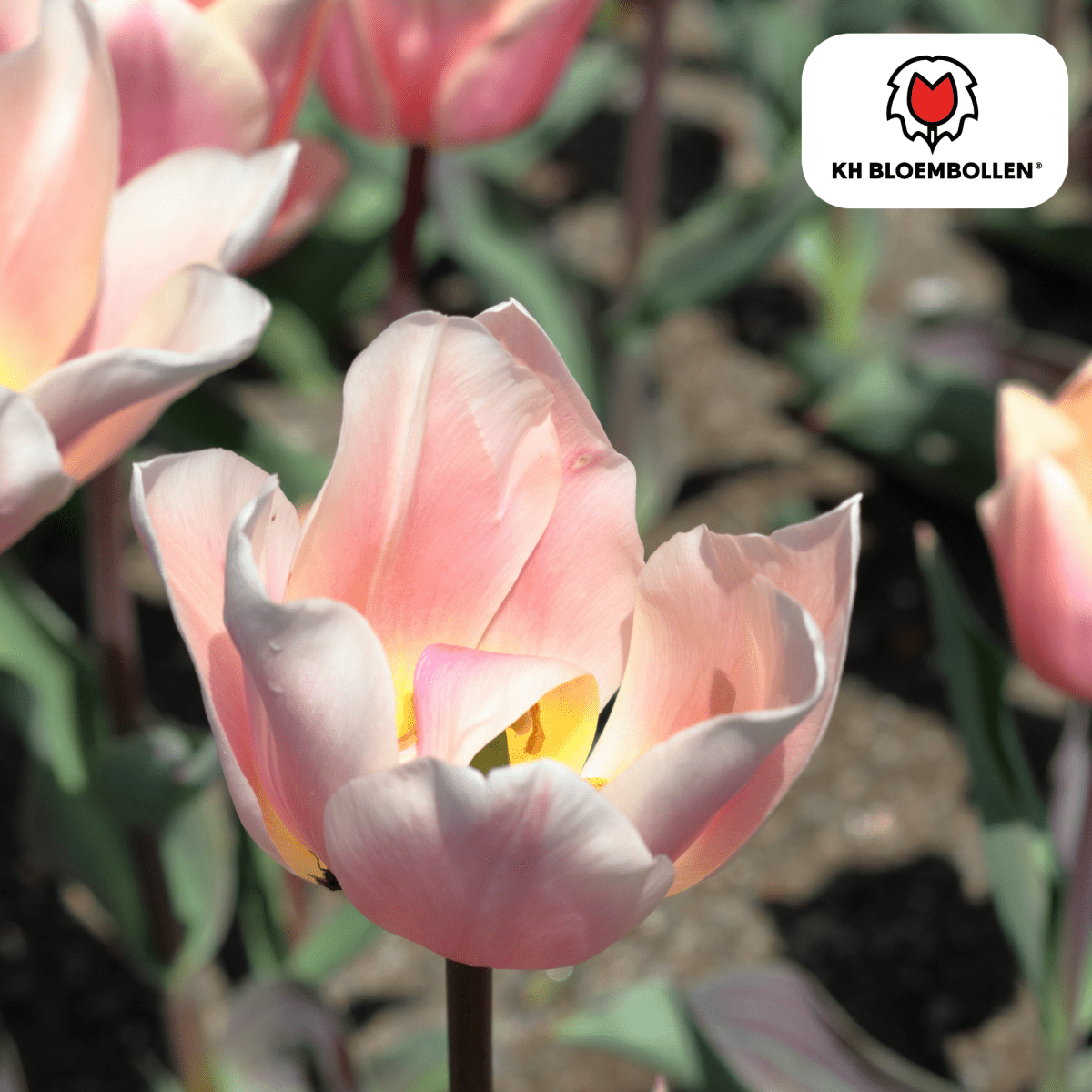 Tulpenzwiebeln Apricot Delight | 20 Stück - Wurzelwerk Design
