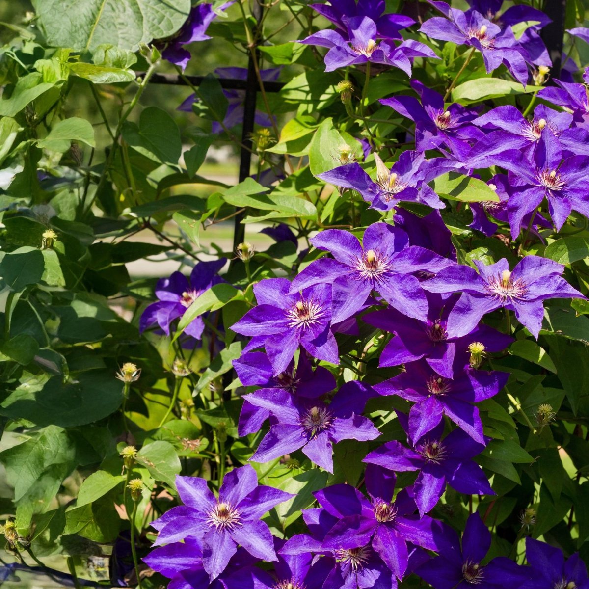 Clematis &
