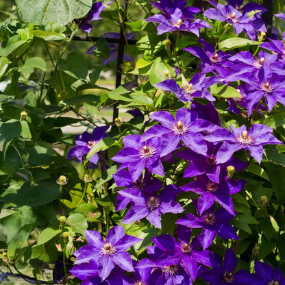 Clematis &